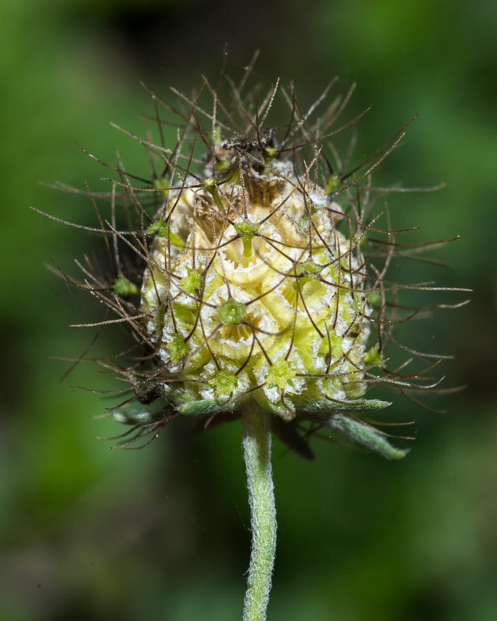 Sixalix atropurpurea / Vedovina marittima